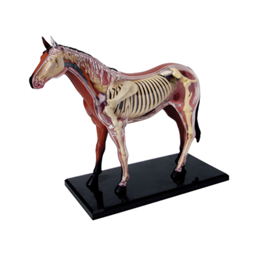 Science Toy - Model anatomi Organ hewan mainan rakitan