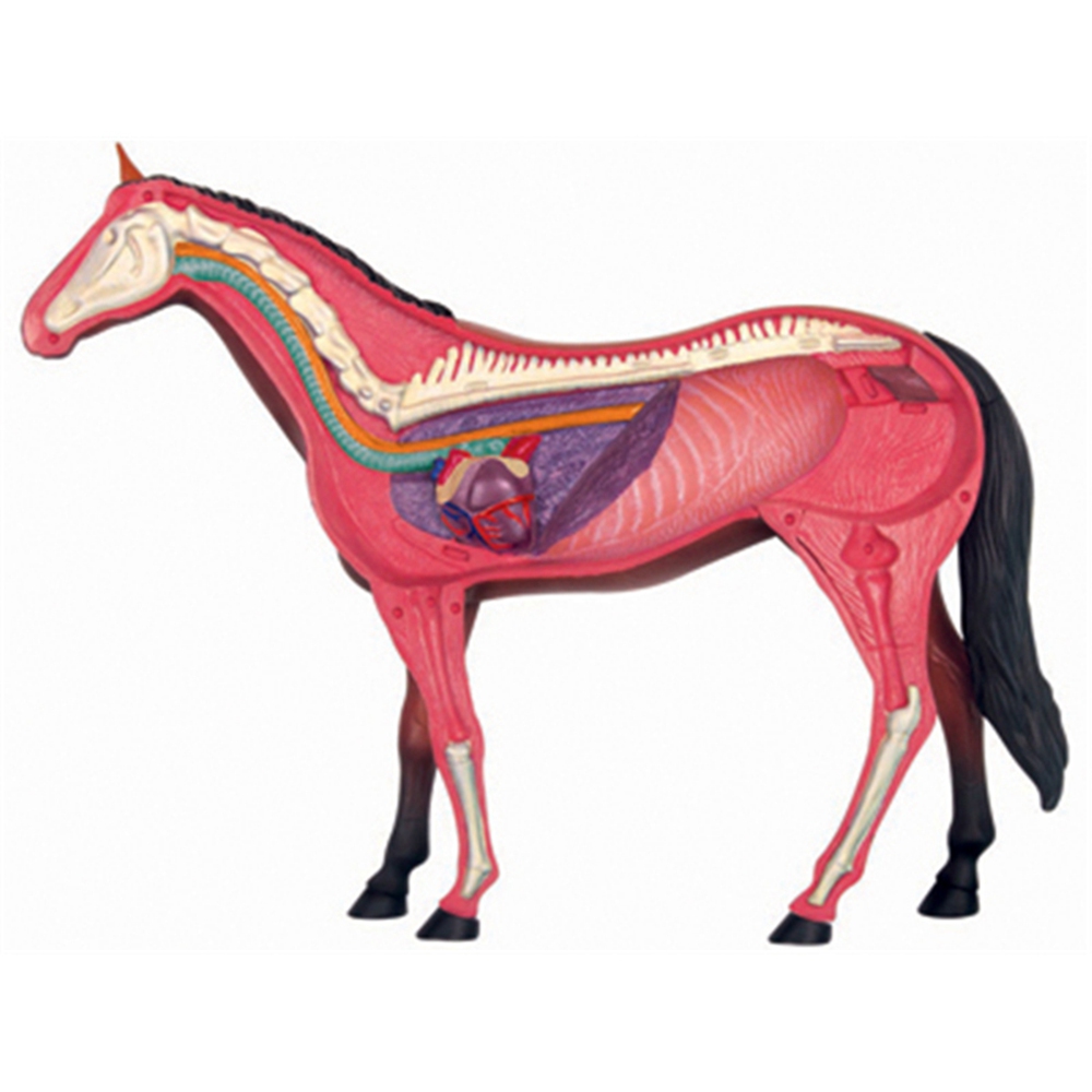 Model anatomi Organ hewan main - Science Toy ulasan dan harga