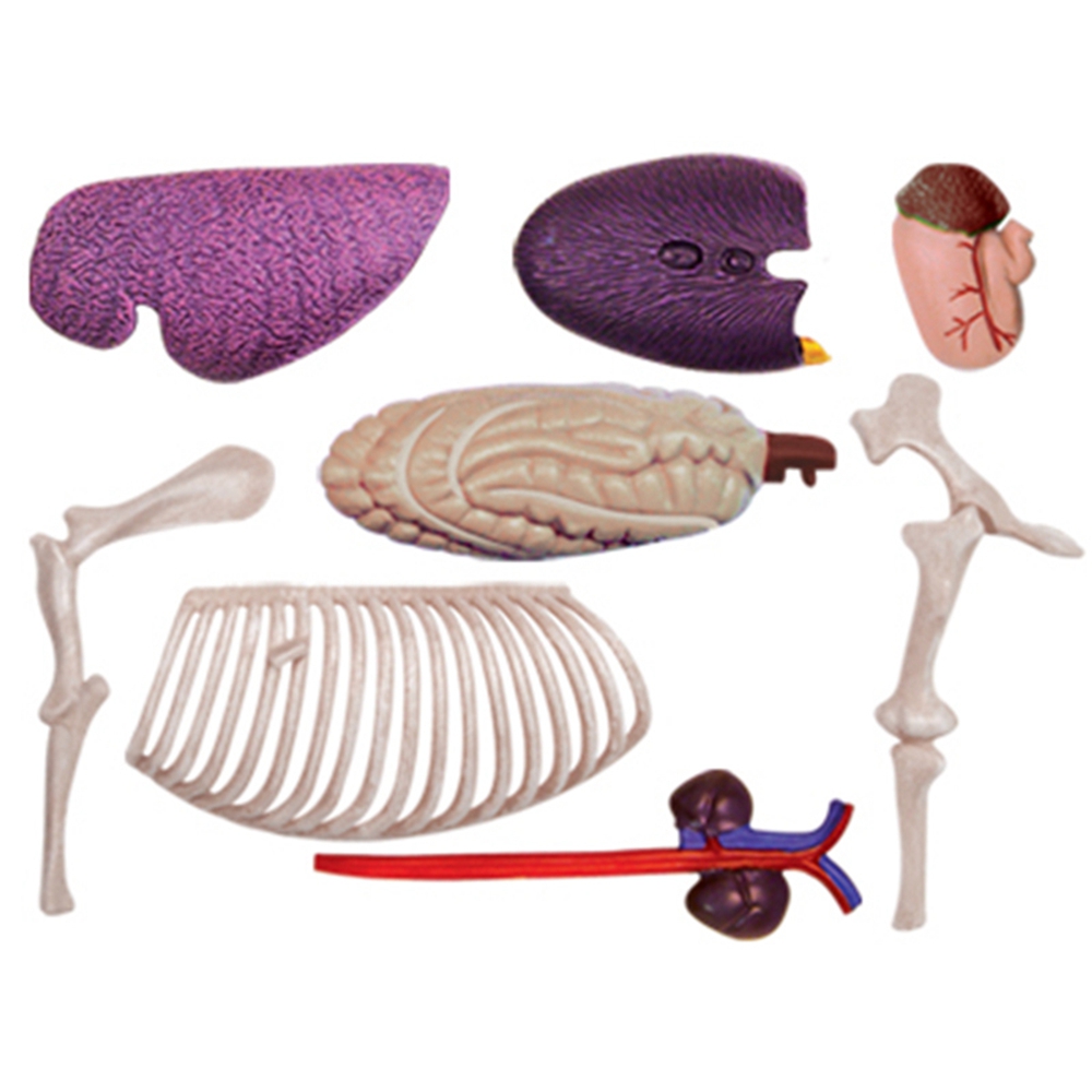 Model anatomi Organ hewan main - Science Toy ulasan dan harga